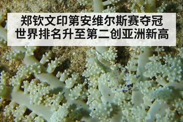 郑钦文印第安维尔斯赛夺冠 世界排名升至第二创亚洲新高