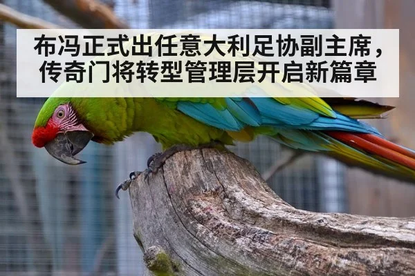 布冯正式出任意大利足协副主席，传奇门将转型管理层开启新篇章